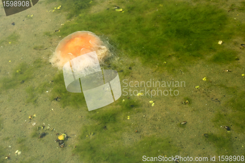 Image of Octopus in the sea in denmark