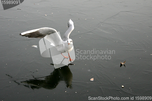 Image of bird seagull