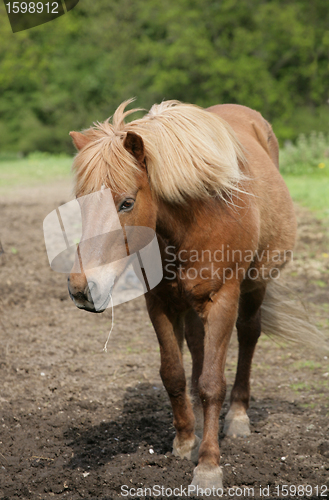 Image of Horse