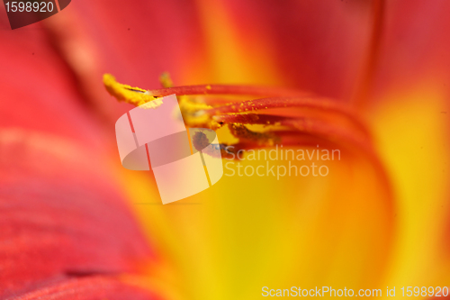 Image of flower closeup