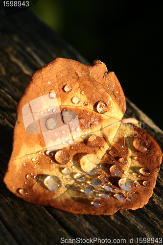 Image of wet leaf