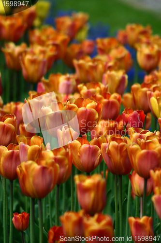 Image of tulip