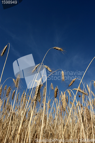 Image of corn filed