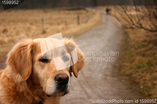 Image of dog golden retriever