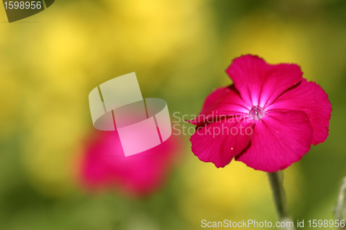 Image of flowers