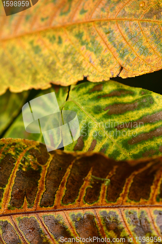 Image of autumn leaves