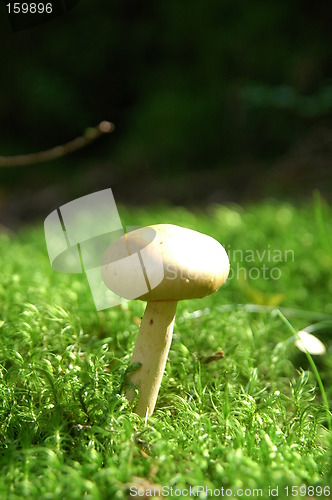 Image of White mushroom in afield of grass