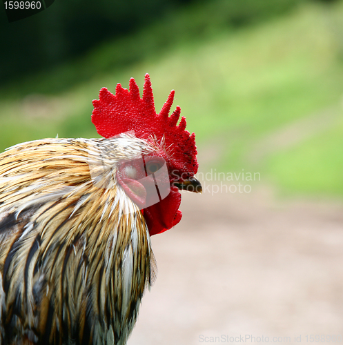 Image of Cock