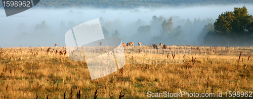 Image of Danish cows in the fog