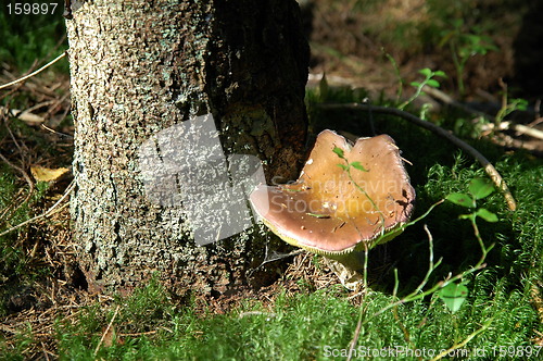 Image of mushroom at root of tree