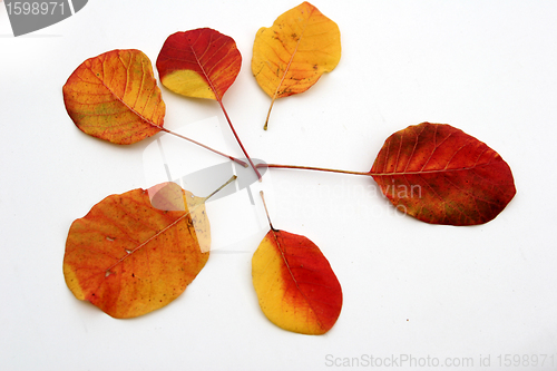 Image of autumn leaves