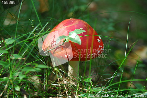 Image of fly agaric