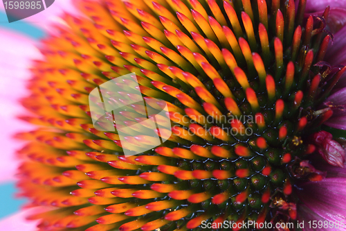 Image of flowers