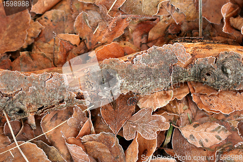 Image of winter leaves