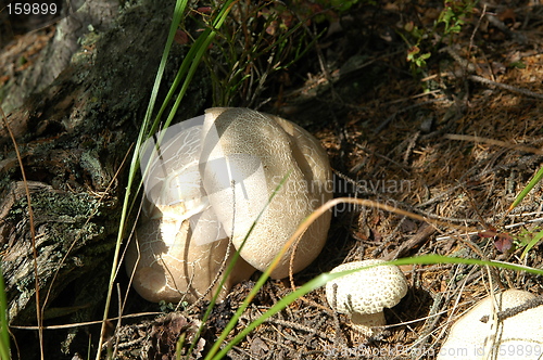 Image of mushrooms