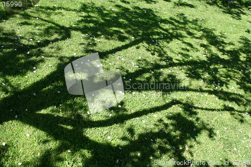 Image of Shadow