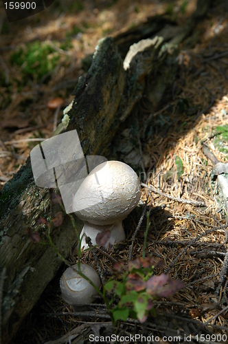 Image of mushrooms