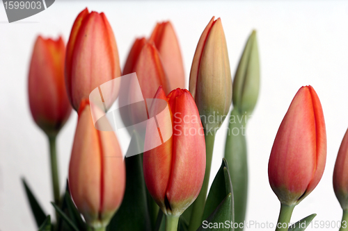 Image of tulip