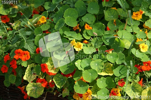 Image of flower garden