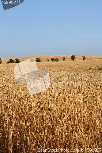 Image of danish landscape01