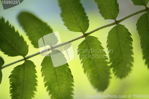 Image of  leaves