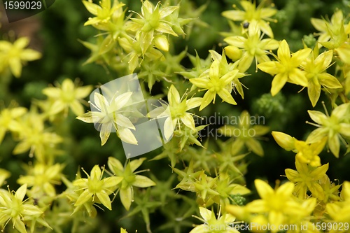 Image of yellow flower closeup