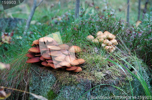 Image of mushrooms