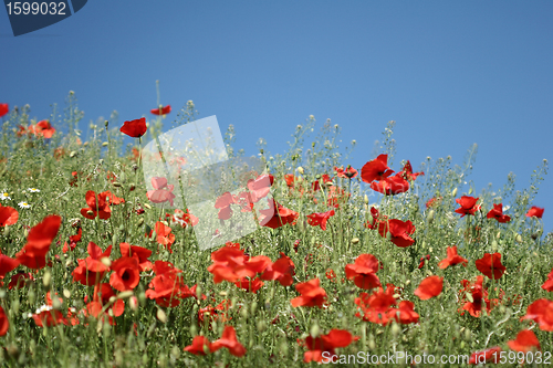 Image of poppies