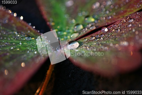 Image of wet leaf