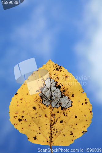 Image of  leaves