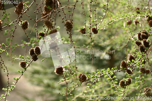 Image of autumn leaves