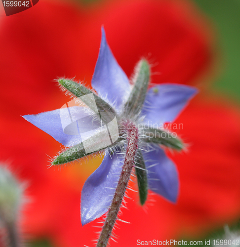 Image of flower closeup