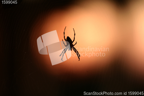 Image of spider