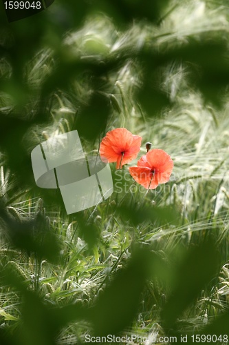 Image of poppies