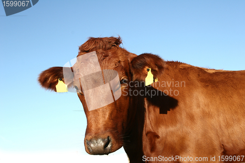 Image of danish cows 