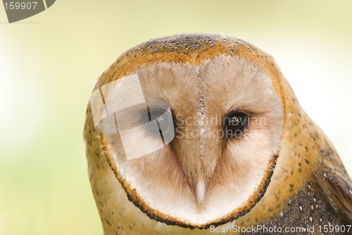 Image of Barn owl face