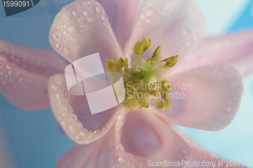 Image of yellow flower closeup