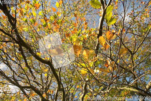 Image of  leaves