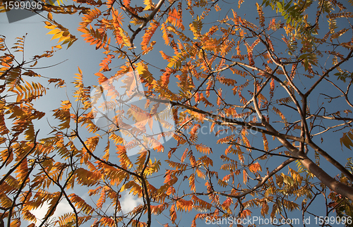 Image of auntomn  leaves