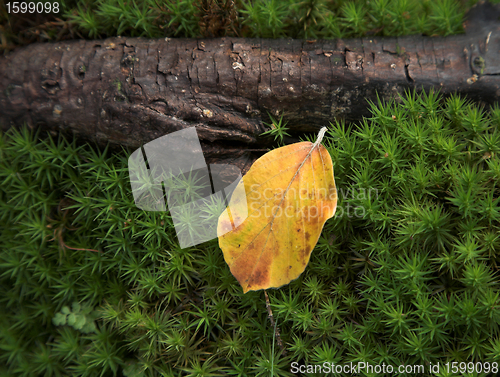 Image of  leaves