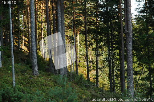 Image of Late evening sun in the forest