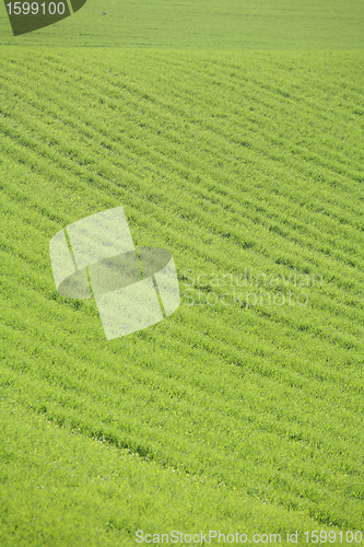 Image of grass