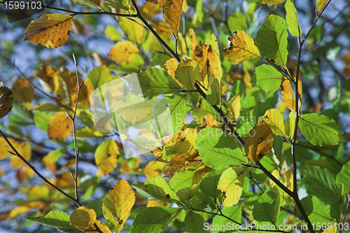 Image of autumn leaves