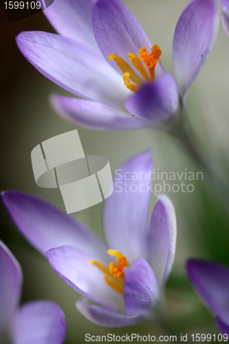 Image of flowers