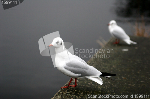 Image of bird seagull