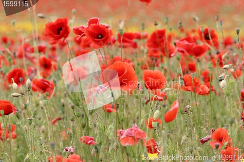 Image of poppies