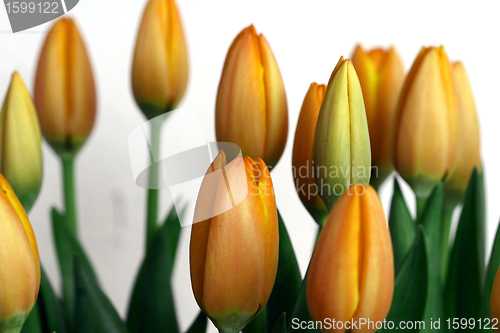 Image of tulip