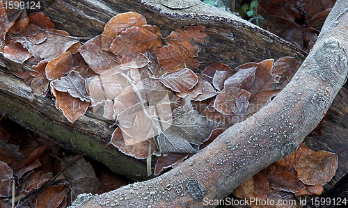 Image of autumn leaves