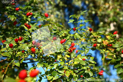Image of Wild roses