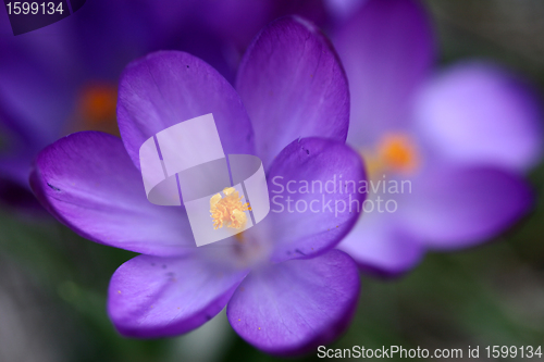 Image of flowers